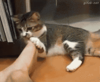 고양이 냥이 귀여운 냥펀치 냥아치 동물