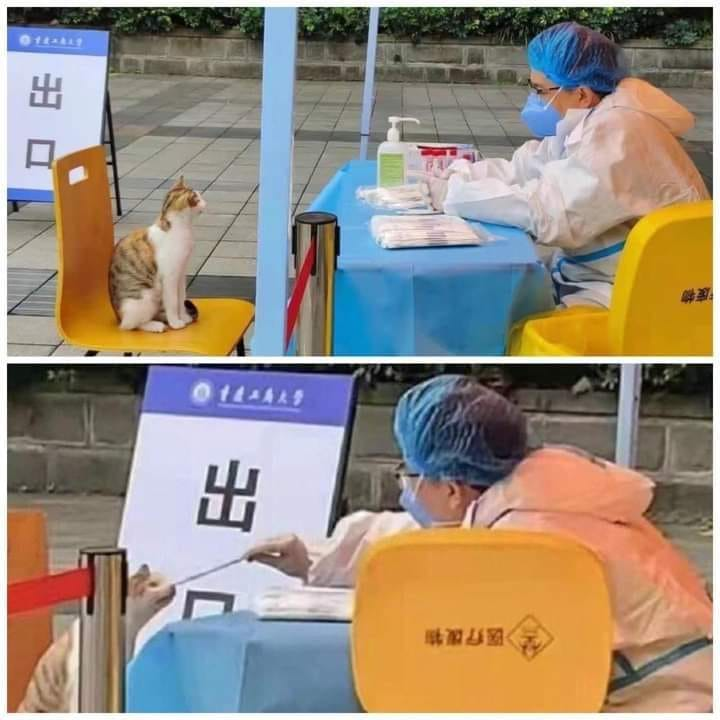 #PCR검사 고양이 #냥짤