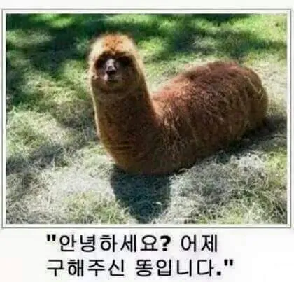 똥 어제구해주신똥입니다 안녕하세요?