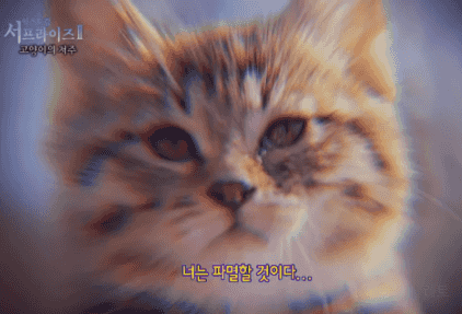 너는 파멸할 것이다 고양이 저주 서프라이즈 #냥짤