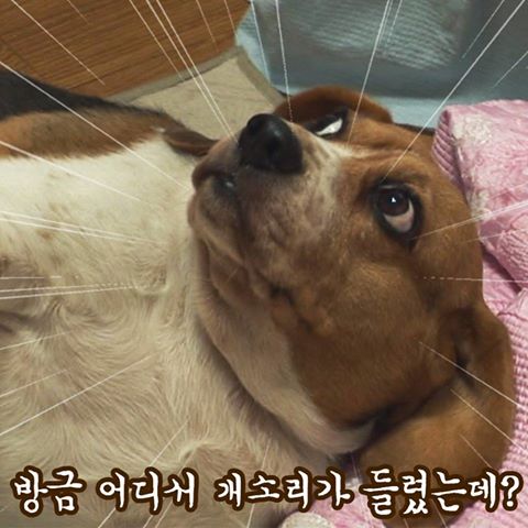 개소리 방금 어디서 비글 강아지 짤방 의심 황당 어이없음 건방짐