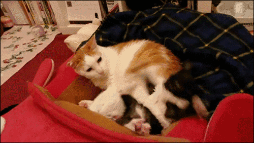 고양이 냥이 귀여운 냥펀치 냥아치 동물