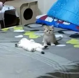 냥짤