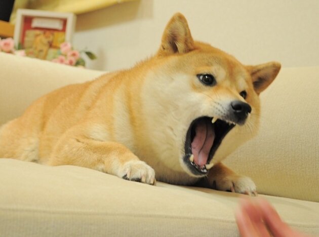 빡친 시바견