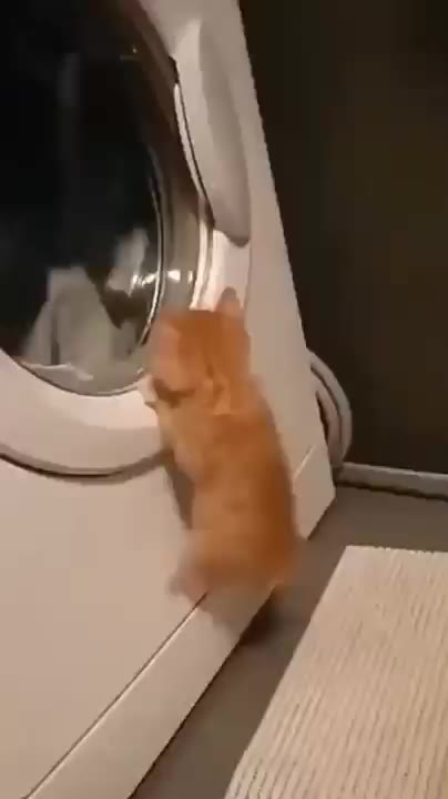 고양이 드럼 세탁기 신기 냥짤