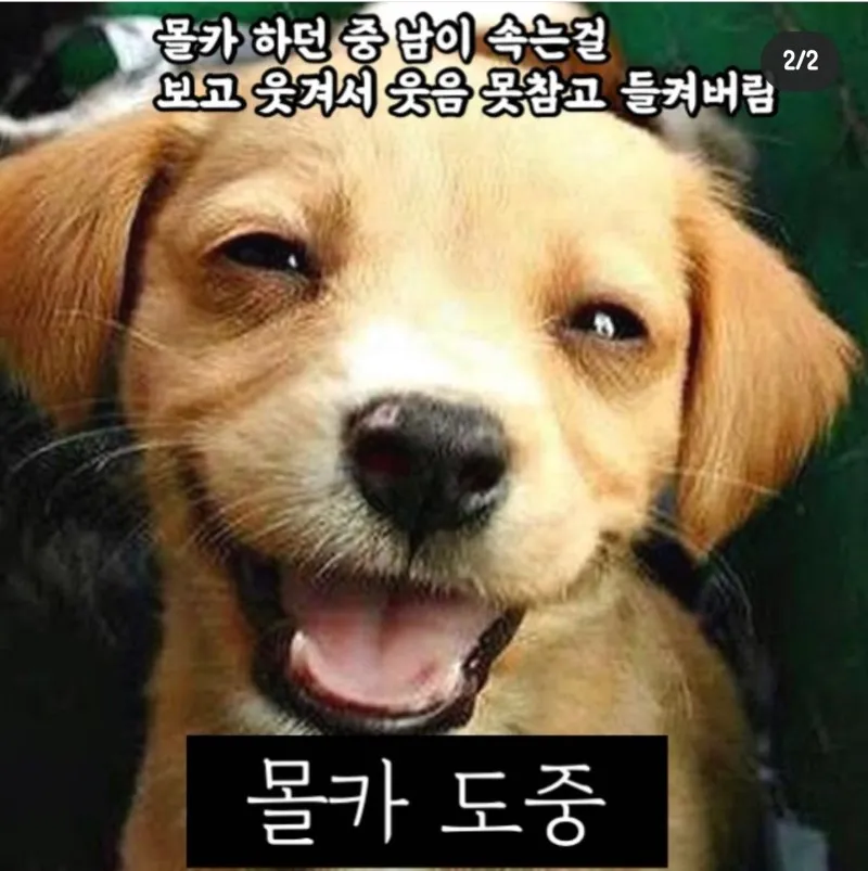 ENFP MBTI 강아지 몰카 웃참실패 빵터짐 댕댕이 웃음 귀여운