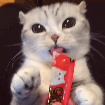 고양이 냥이 귀여운 냥펀치 냥아치 동물