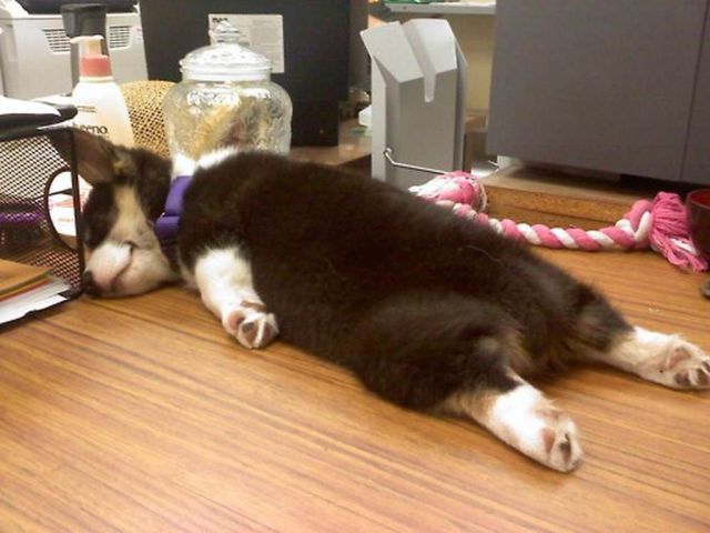 지루 하품 피곤 피곤해 지루해 강아지 늘어진