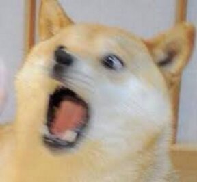 노란 시바견