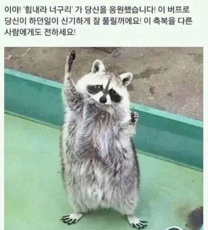 버프 너구리 축복