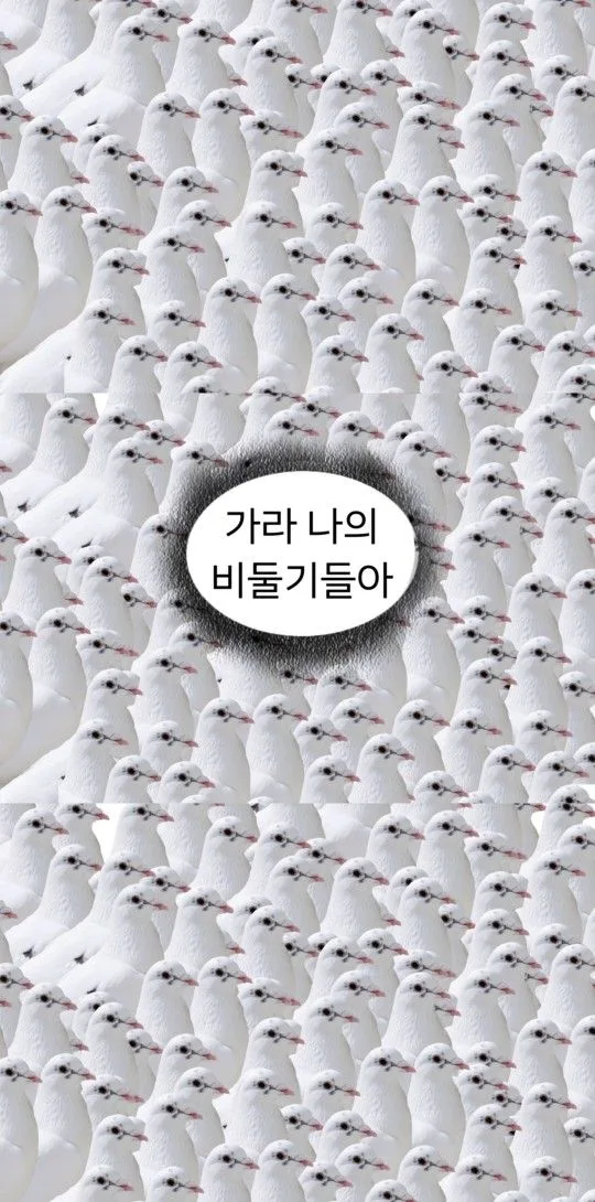 비둘기군단 가라 나의 비둘기들아