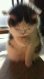 고양이심쿵 고양이 심쿵