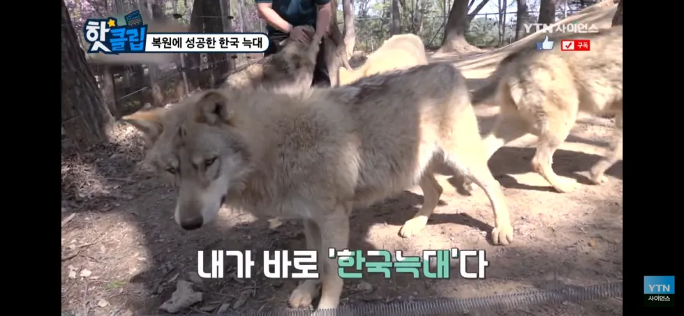 K-늑대의 위엄 내가 바로 한국 늑대다