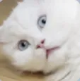 하정우고양이