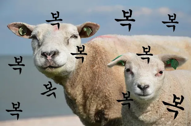 새해양 양띠 복