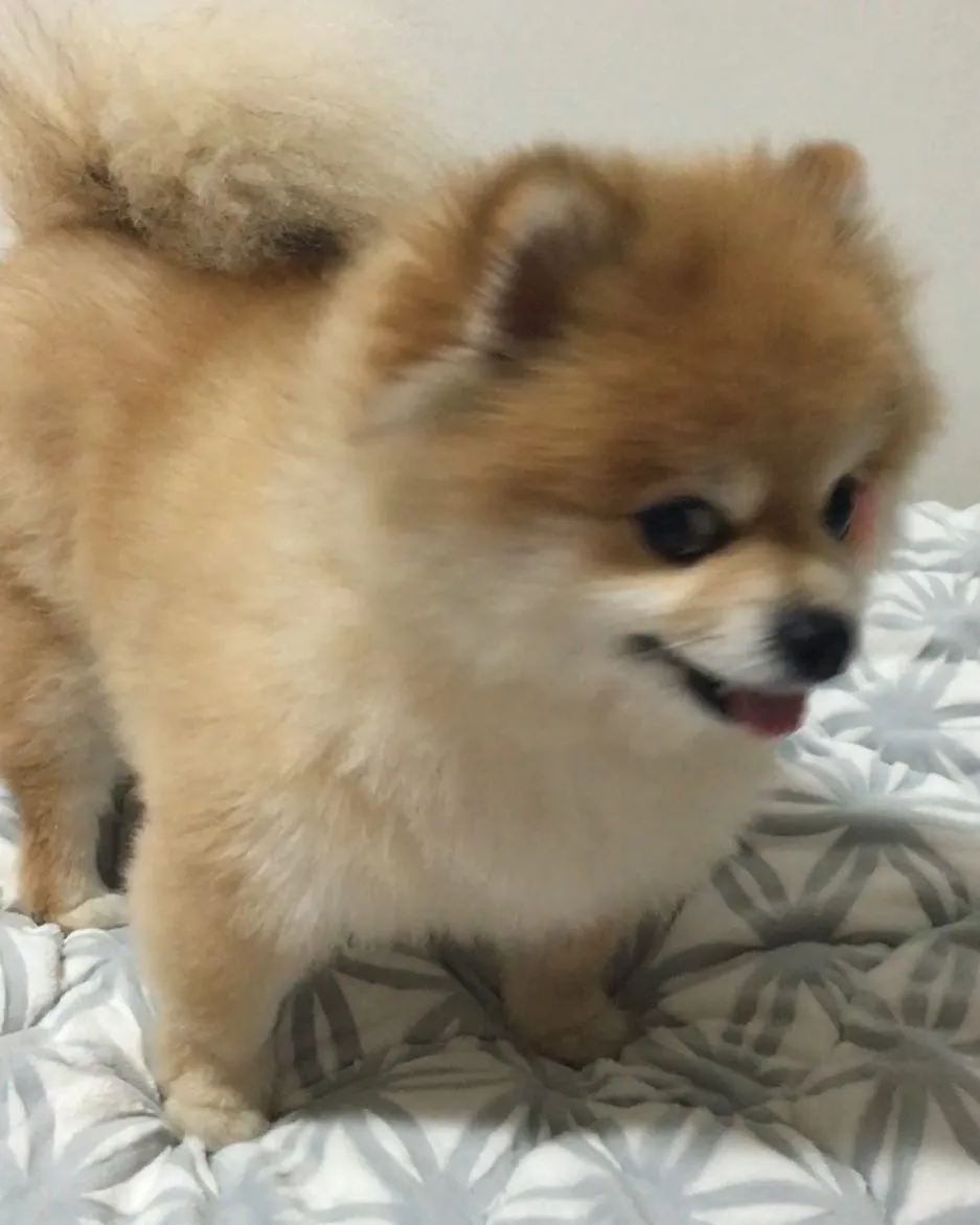 애미야