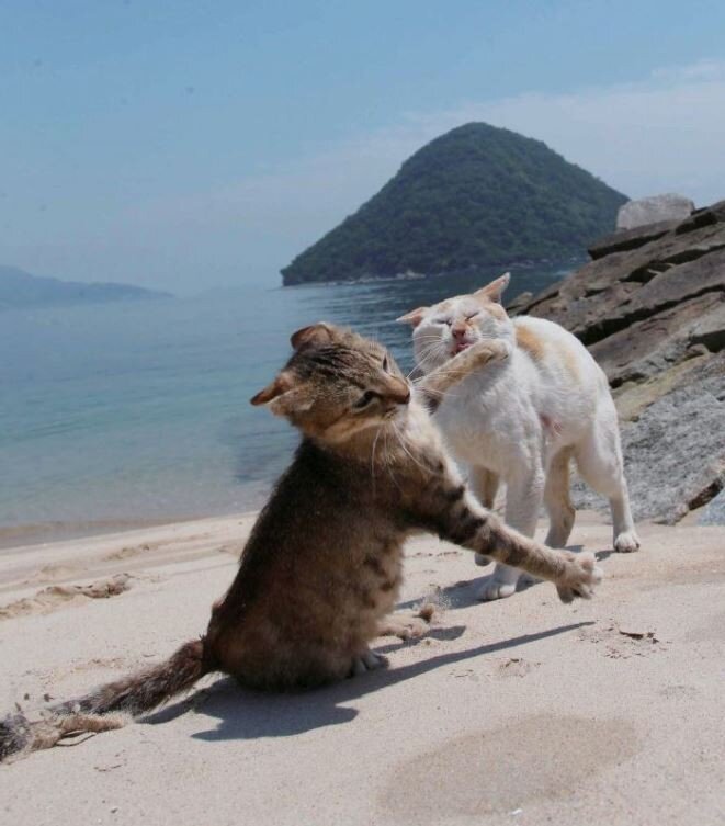 고양이 냥이 귀여운 냥펀치 냥아치 동물