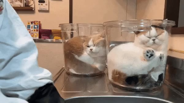설거지 방해한 냥이 비상조치