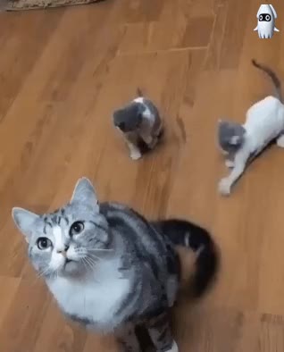 육아의 고통 고양이 아기고양이 장난 꼬리