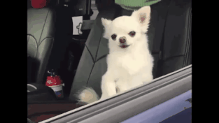 졸귀 강아지 치와와 자동차 드라이브 숙면 기절 귀여운 웃긴 짤