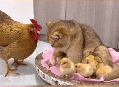 육아 참견하다 엄마닭한테 딱 걸린 고양이