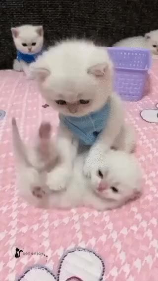 고양이 심장폭행 귀여움 냥짤