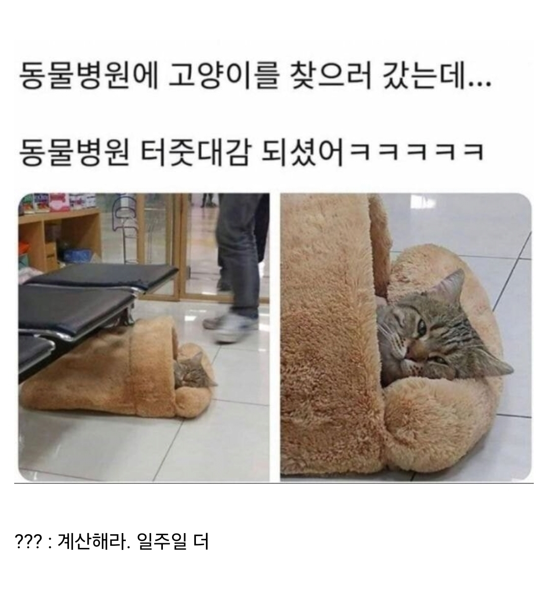 동물병원 터줏대감 #고양이 #냥짤