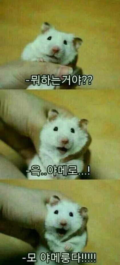 햄스터