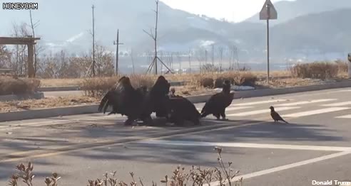 충청도 독수리