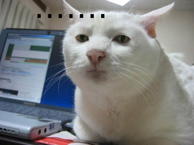 고양이 표정 무표정 냥이 표정