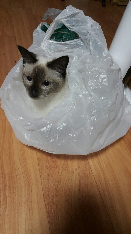 고양이 냥이 귀여운 냥펀치 냥아치 동물