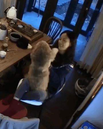 이효리 순심이 효리네민박 반려견
