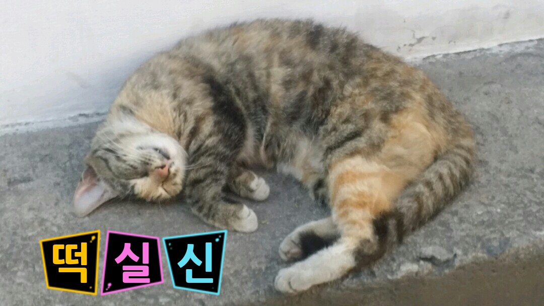 떡실신 기절 고양이 술
