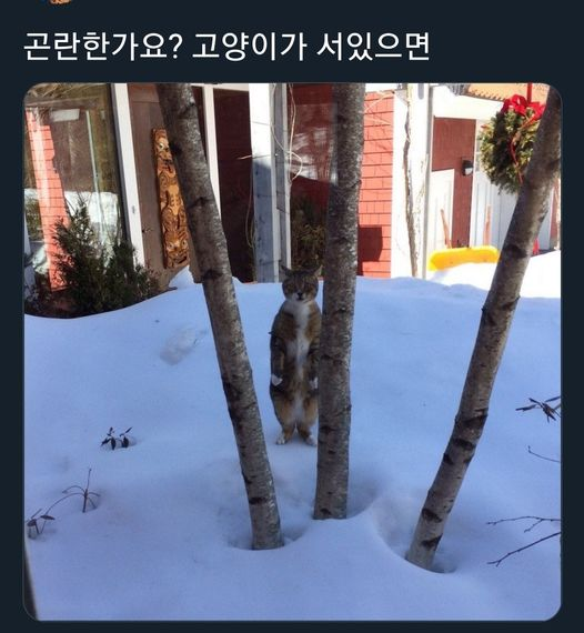 곤란한가요 고양이가 서있으면 냥짤 눈밭
