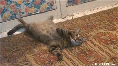 발레시간 발레 고양이
