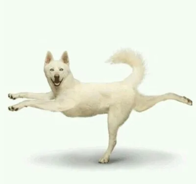 뿌우 진돗개 합성