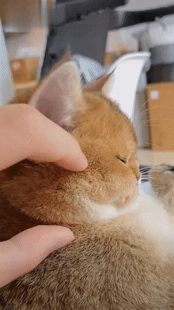 고양이 냥이 귀여운 냥펀치 냥아치 동물