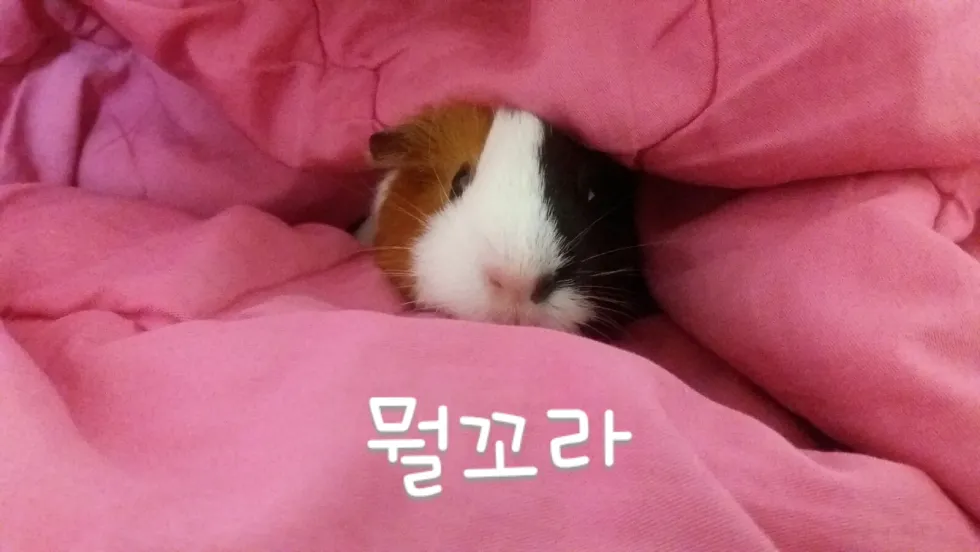 꼬라 기니피그 기니피그의 귀여운 뭘꼬라ㅡㅡ