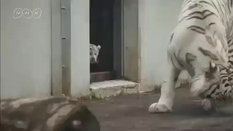 호랑이 백호 어흥 깜놀