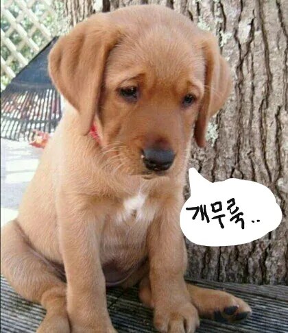 허탈 무룩 개무룩