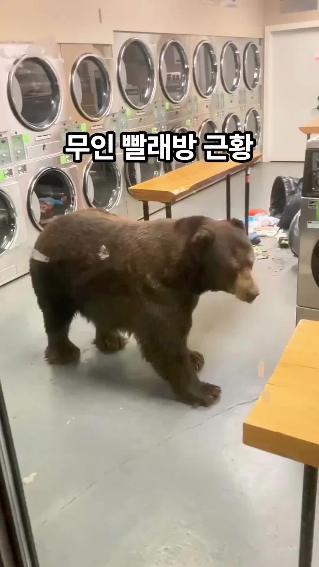 무인 빨래방에 나타난 진상 손님 근황 빨래방 레전드 손님