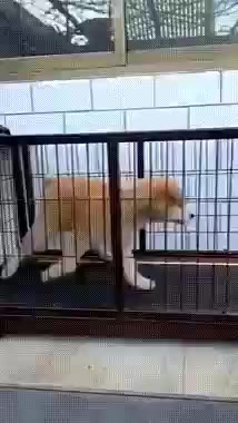 멍짤