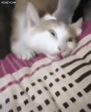 고양이 냥이 귀여운 냥펀치 냥아치 동물