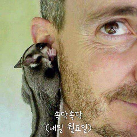 낼은월요일 슈가글라이더 속닥속닥 속삭임 내일 월요일