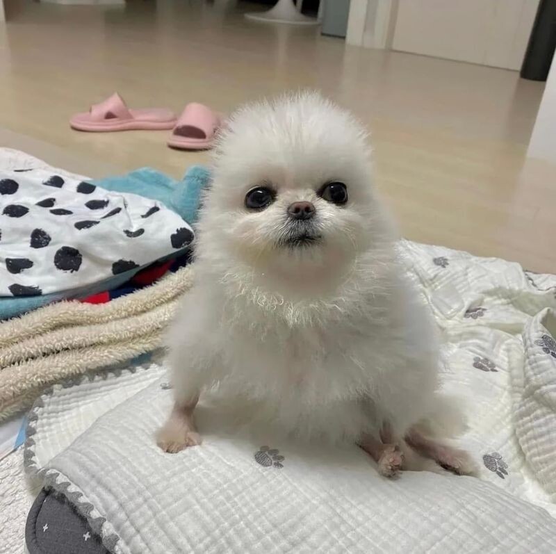포메 병아리 멍짤 강아지 멍멍이 근엄