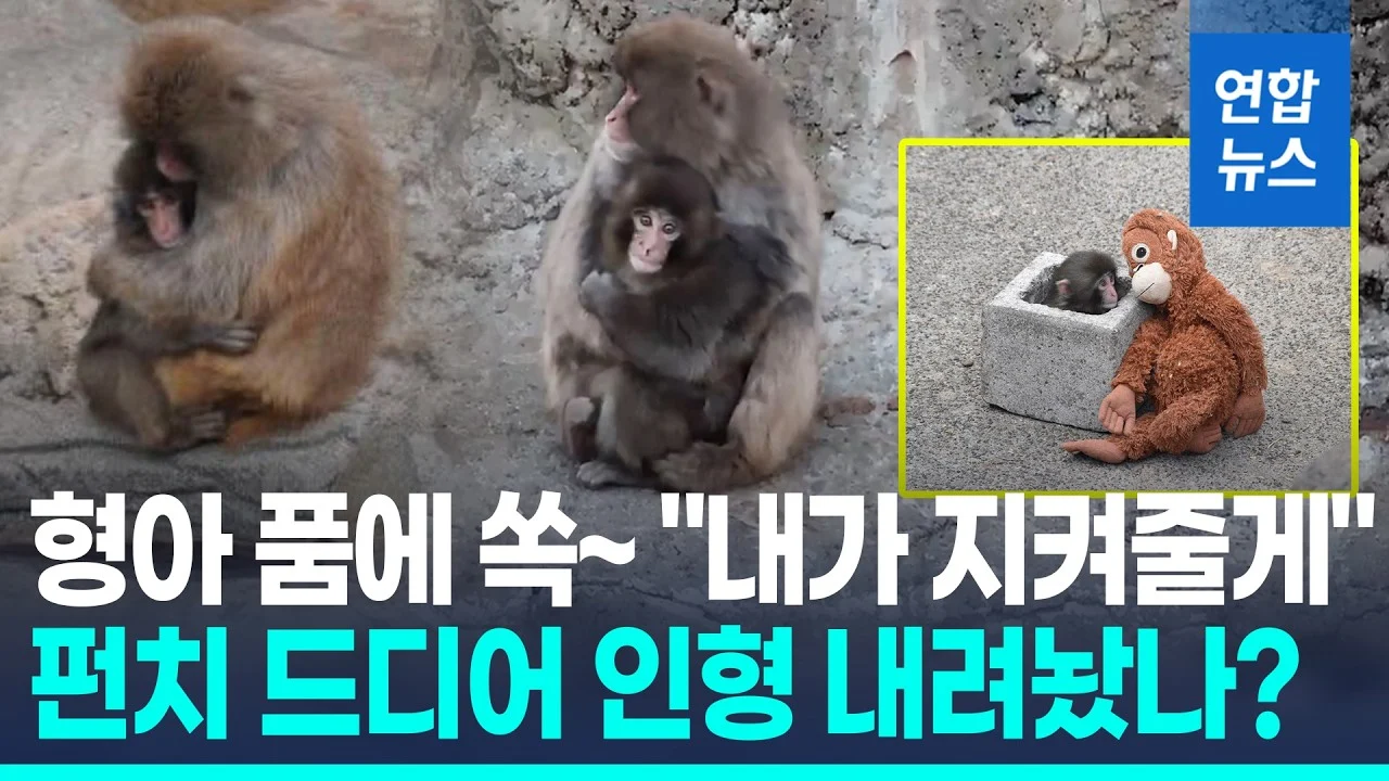 새끼원숭이 펀치가 달라졌다…인형 내려놓고 친구 품에 쏙 · 연합뉴스