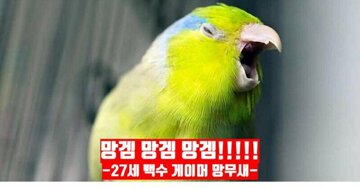 망무새 망겜 앵무새 백수 게이머 소리지름 절규 징징 분노