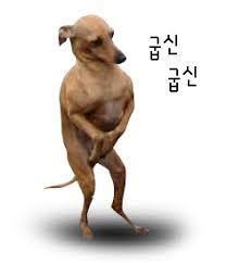 #굽신 굽신굽신 강아지 공손 부탁 사과 겸손 웃긴 근육 짤