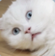 odolodol 고양이 흰고양이 당황 충격 공포 오들오들 멘붕 리액션 놀람