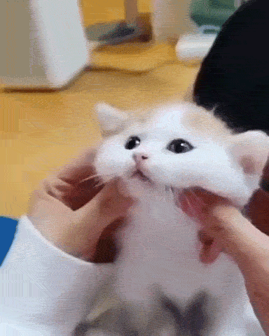 고양이 냥이 귀여운 냥펀치 냥아치 동물